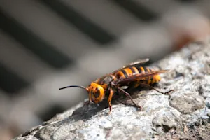How do you shoot a killer bee? image