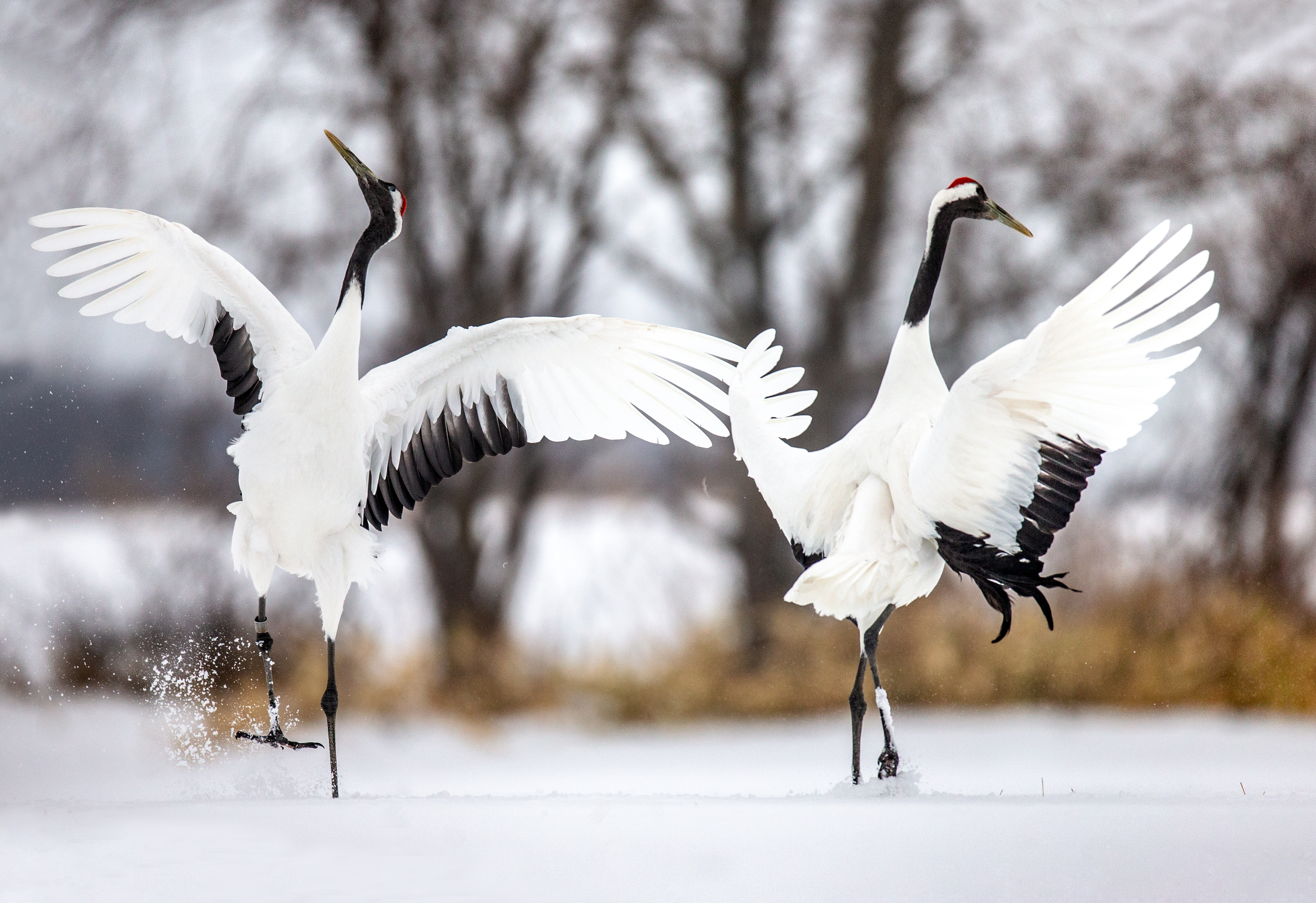 What is a bird's favorite ballet? image