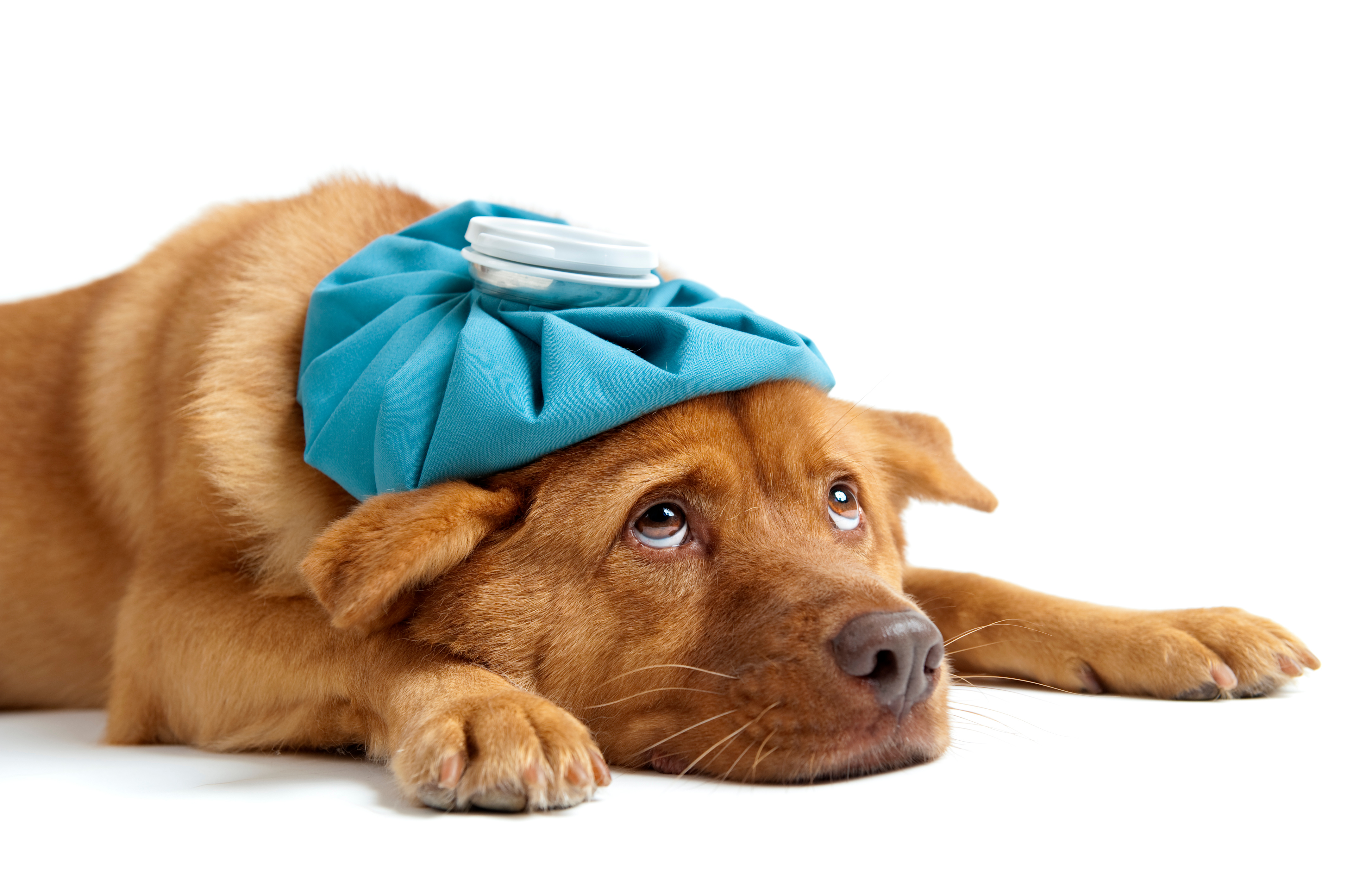 What do dogs drink when they're sick? image