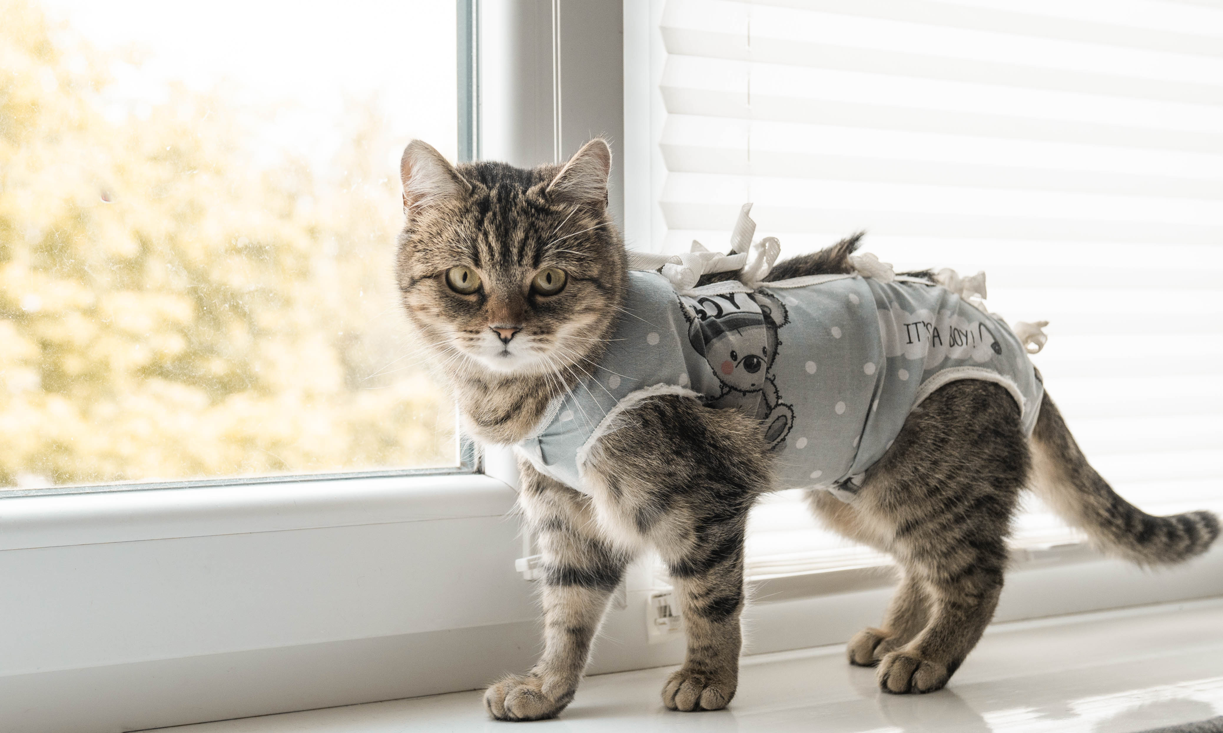 What did the cats name their clothing brand? image