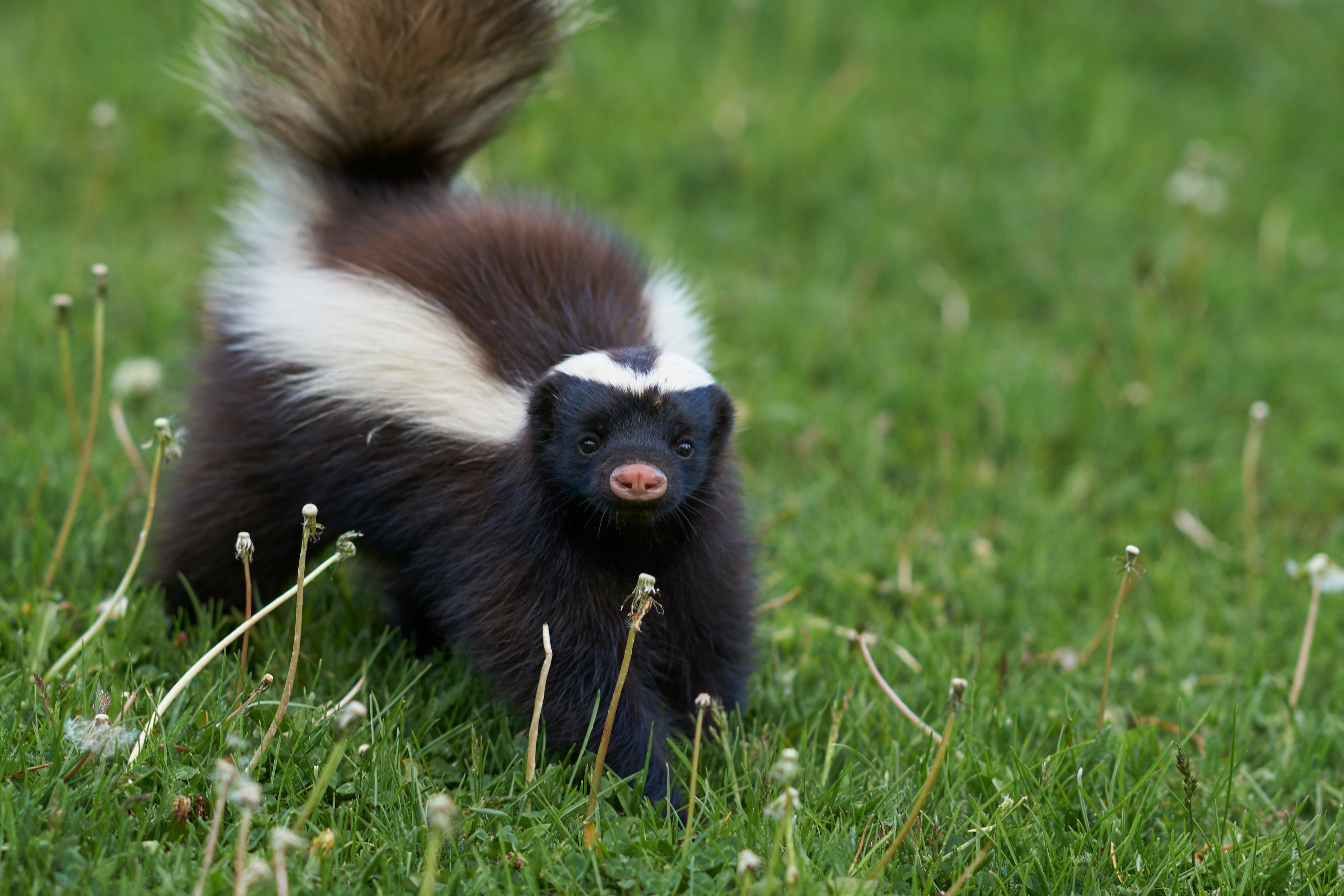 Why are skunks always so depressed? image