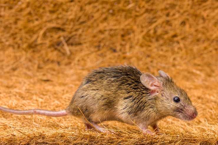  Why do rodents make the best runners? image