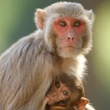 Davidraju img15(Macaca mulatta) Rhesus macaque