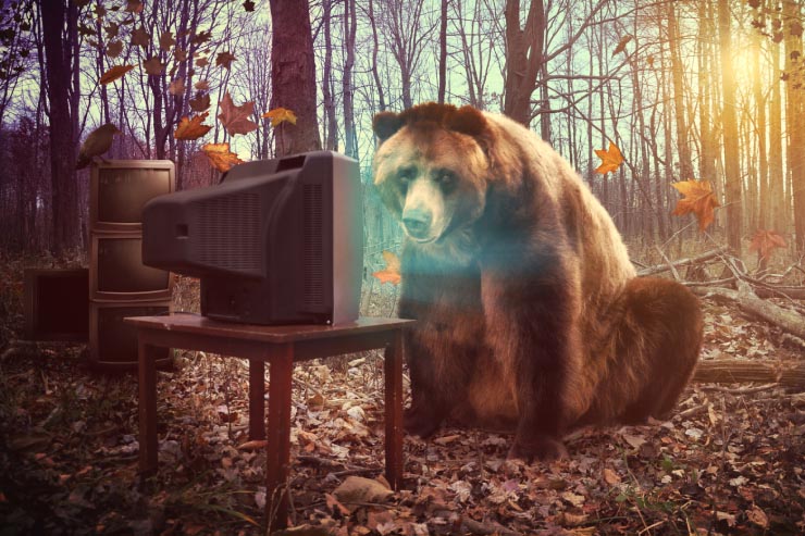  What's a bear's favorite movie? image
