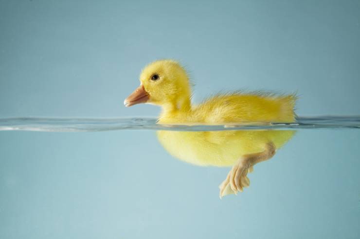  What did the duck say as he was buying chapstick? image