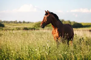 What disease was the horse scared of getting? image