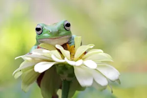 What type of music do frogs listen to? image