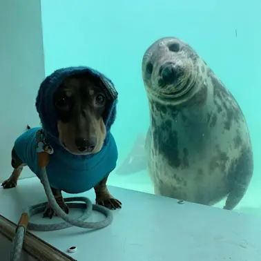 Unexpected bonds- Heartwarming Animal Friendships-7