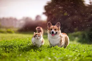What's worse than raining cats and dogs? image