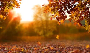 What did autumn say to summer? image