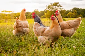 How do chickens leave the highway?