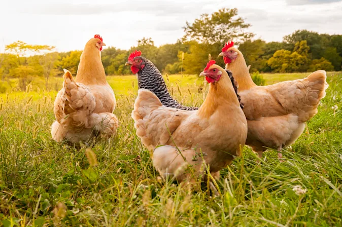 How do chickens leave the highway?