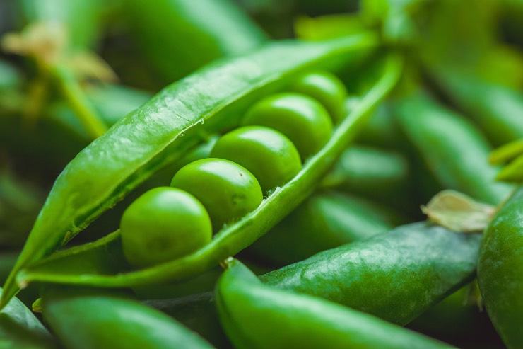  Who do green peas see when they aren't feeling well? image