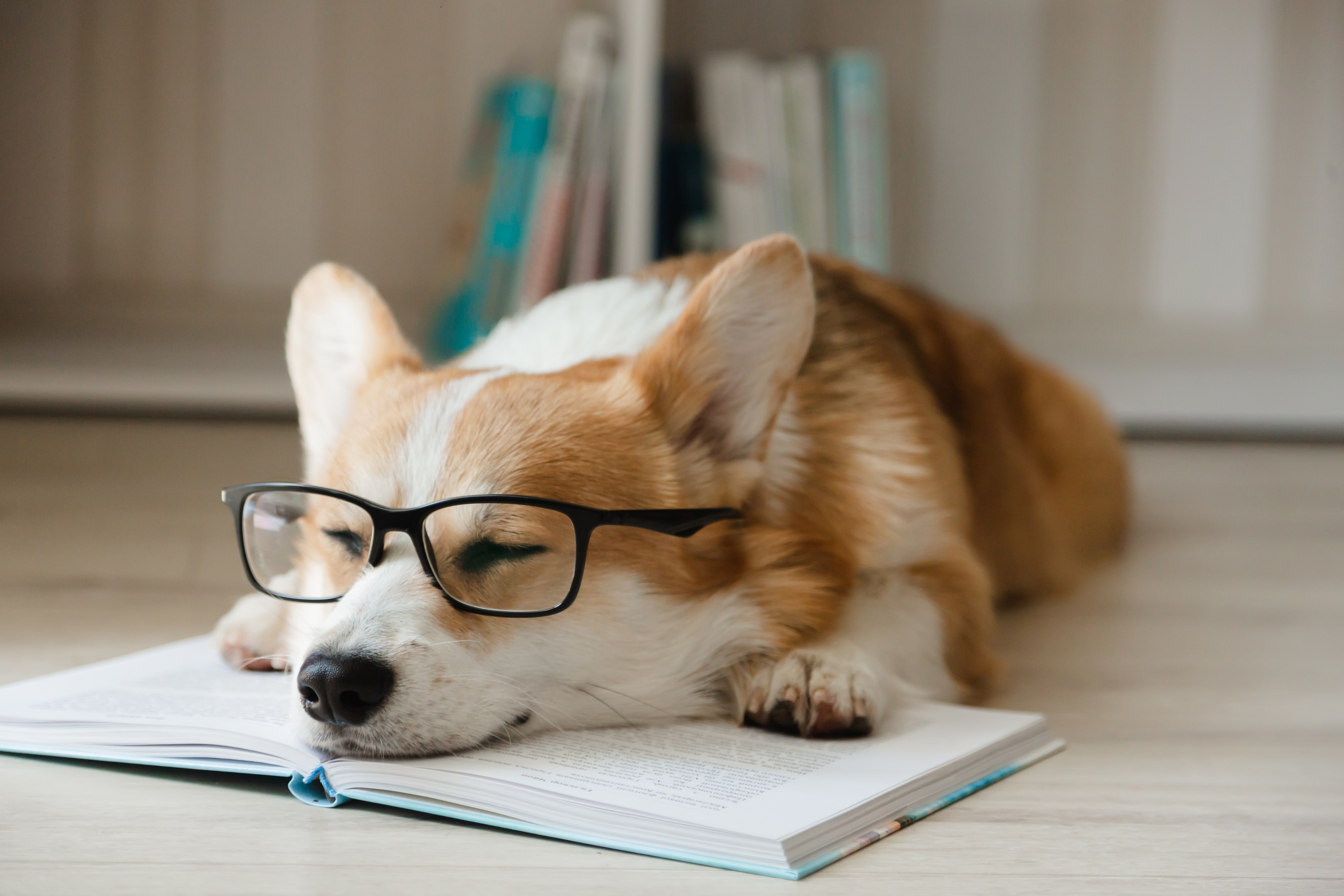 Why don't dogs ever finish their homework? image