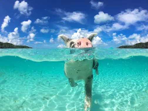 What do you call a pig who swims in the pool for too long duing summer