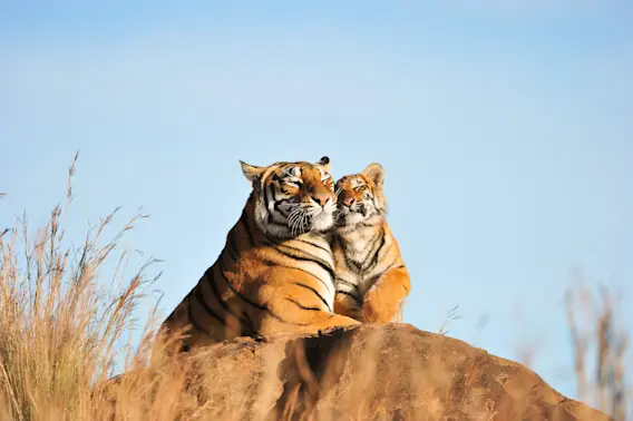 10 Adorable Videos of Baby Animals and Their Moms-1