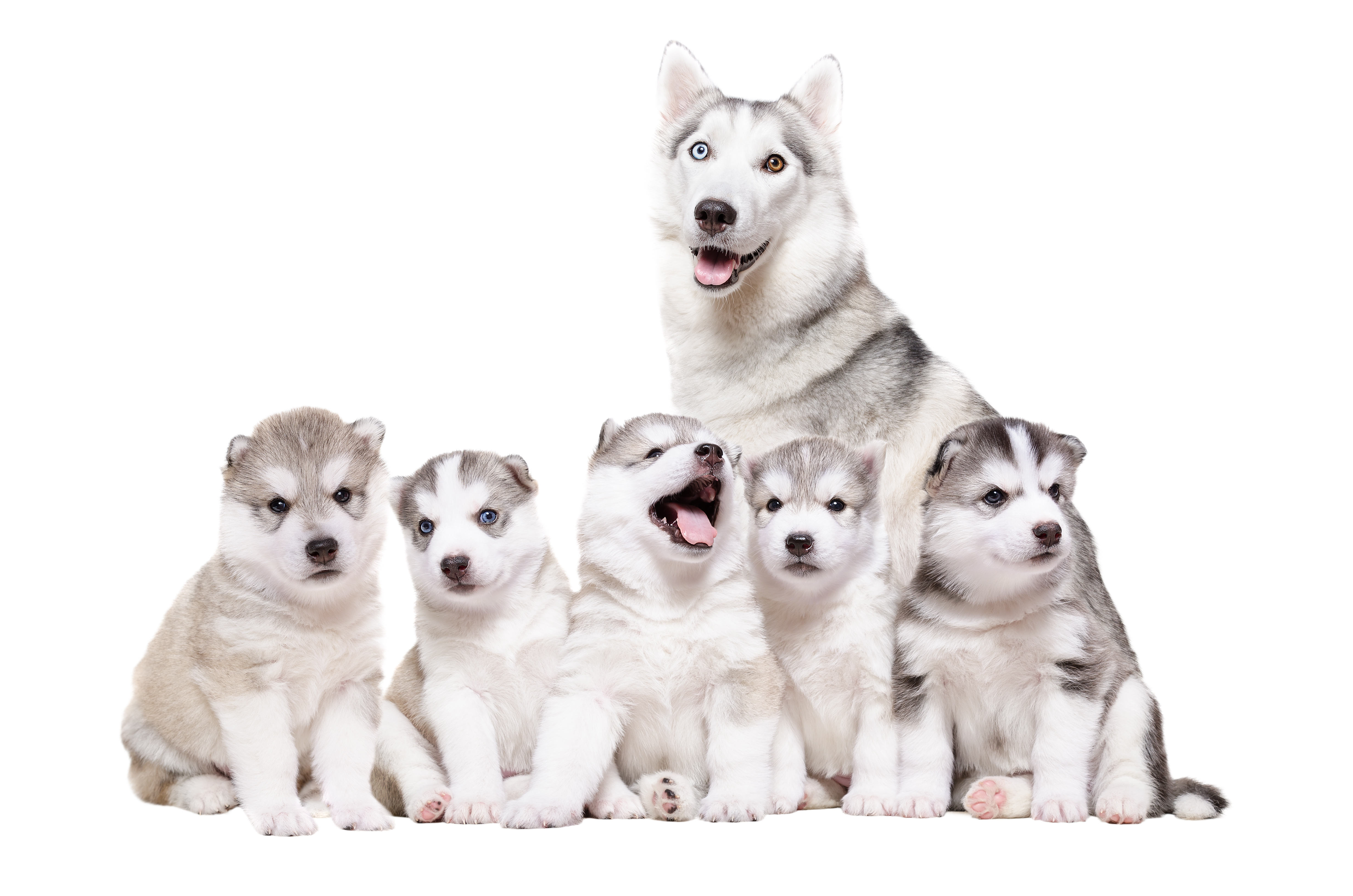 What did the Husky mom say to her puppies at dinner? image