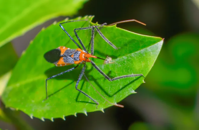 What Are the Most Dangerous Animals in the World?-6