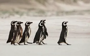 Which animal is the leader of the mafia? image