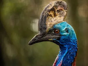 Mother and Son Flee from the World’s Most Dangerous Bird — and It’s Caught on Video