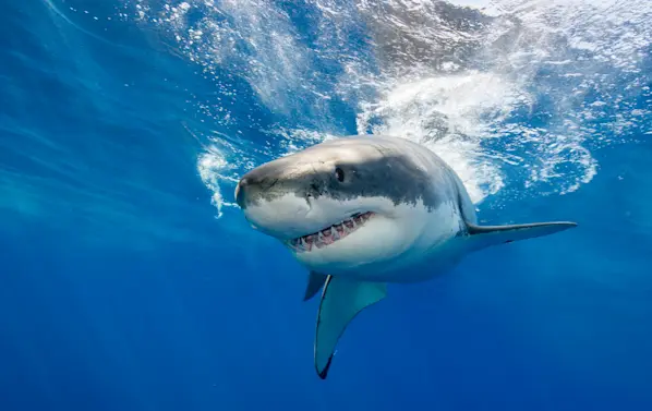 7 of the Most Shark-Infested Beaches in North America-1