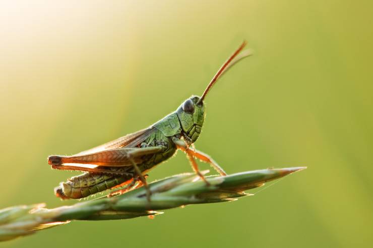  Why do grasshoppers not go to many football games? image