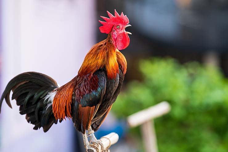  What do you call a rooster who wakes you up at the same time every morning? image