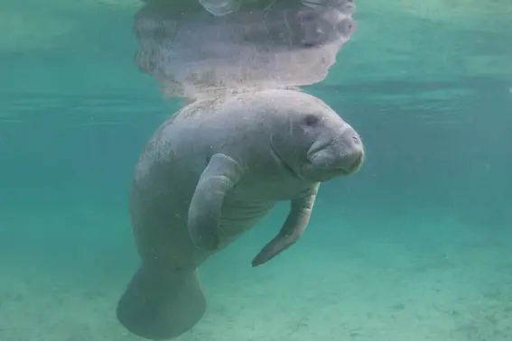 How One Woman Risked Her Life To Keep a Manatee Alive-1