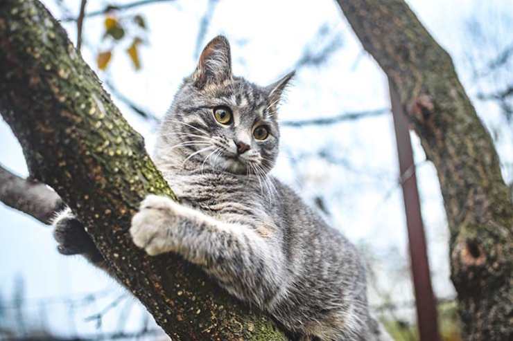  What do you get if you cross a cat with a tree? image