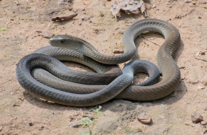 What Are the Most Dangerous Animals in the World?-9