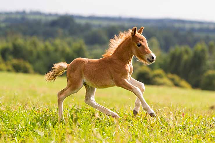  Why did the foal cough? image