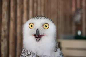 What kind of pie does a bird love to eat? image
