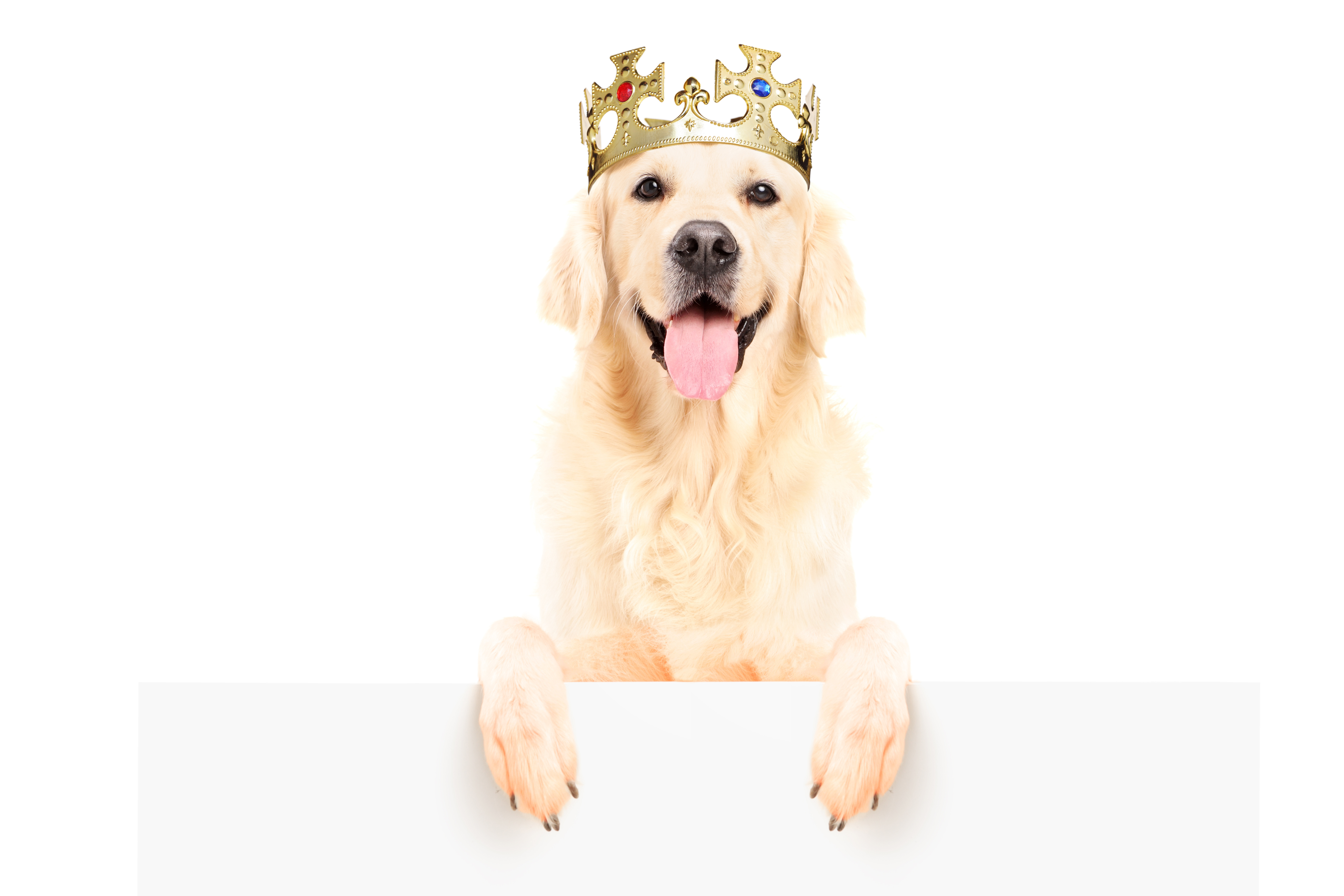 Why was the dog so popular? image