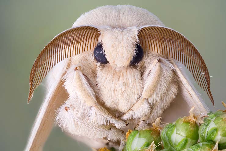  Why was the moth so unpopular? image