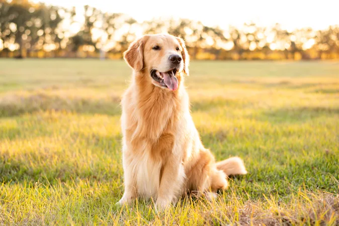 What is time's favorite breed of dog? image