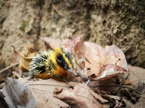 10 Unusual Animals You've Never Heard Of- Main