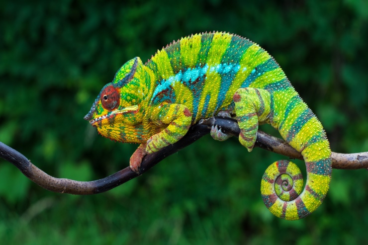  Why was the chameleon such a good cashier? image