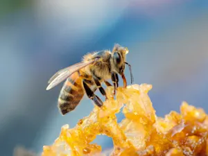 Where do bees go on their vacation? image