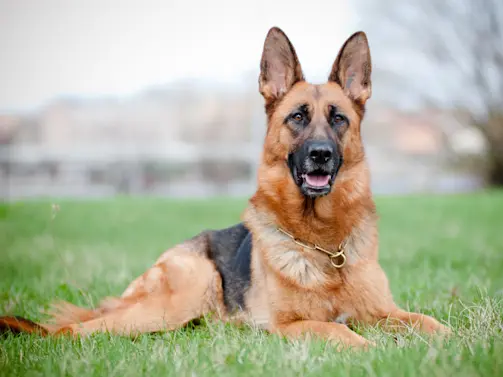 Biden-s Dog Bites Secret Service Over 24 Times