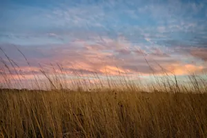 What did the two grasslands become when their parents got married? image