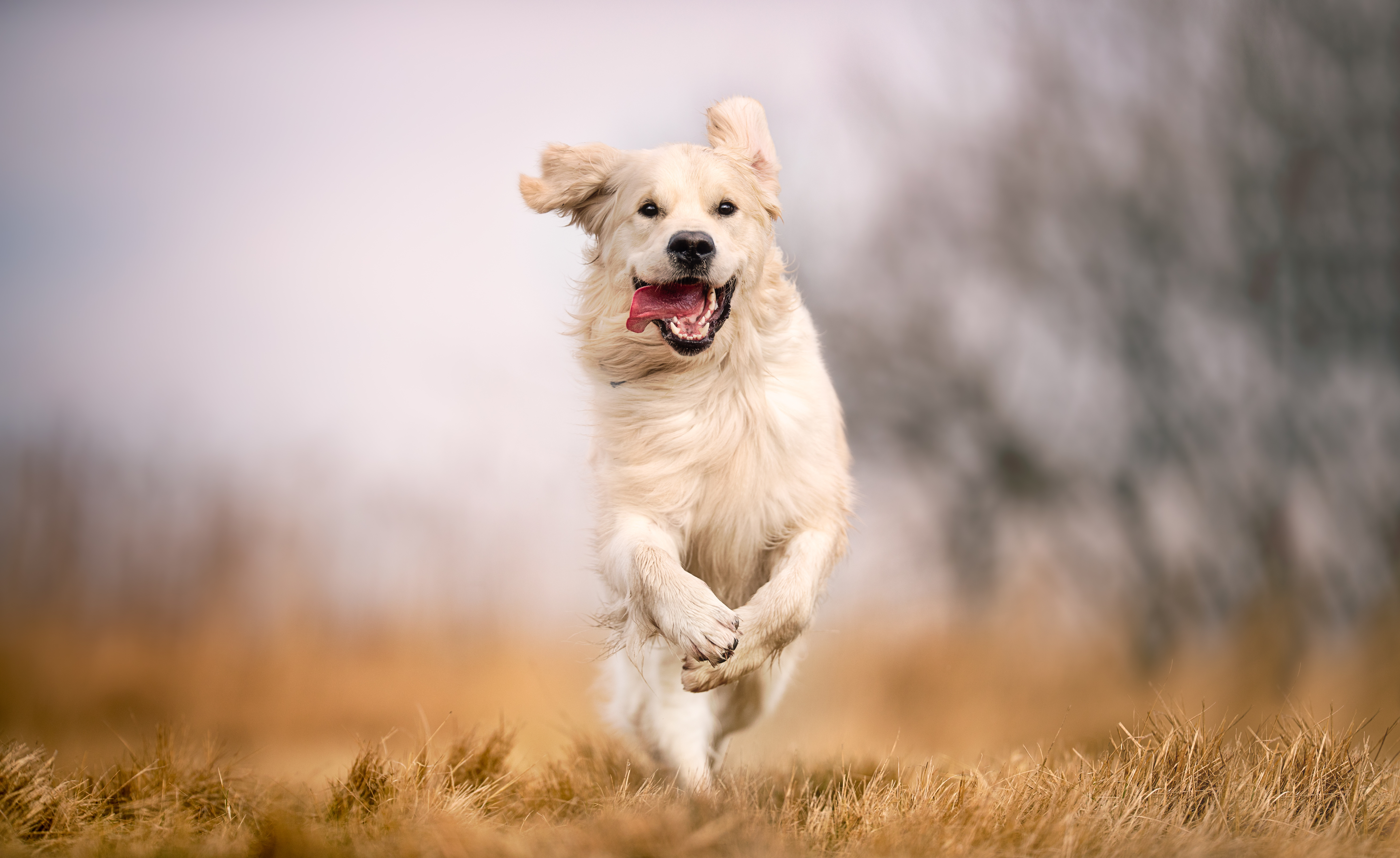Which dog likes to run across an open field? image
