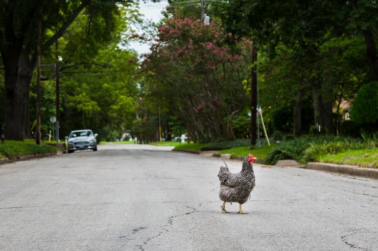  Why didn't the chicken cross the road? image