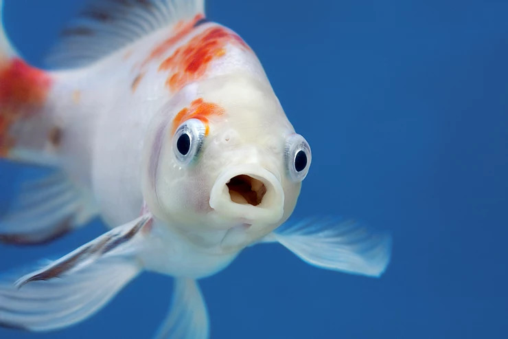  Why did the fish blush? image