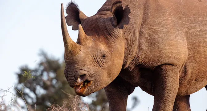 New York Antiques Dealer Caught in Wildlife Smuggling Scandal-1