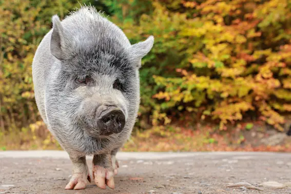 How a Family Used Oreos to Bring a Lost Pig Home-1