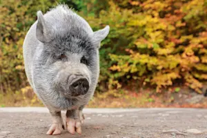 How a Family Used Oreos to Bring a Lost Pig Home-1