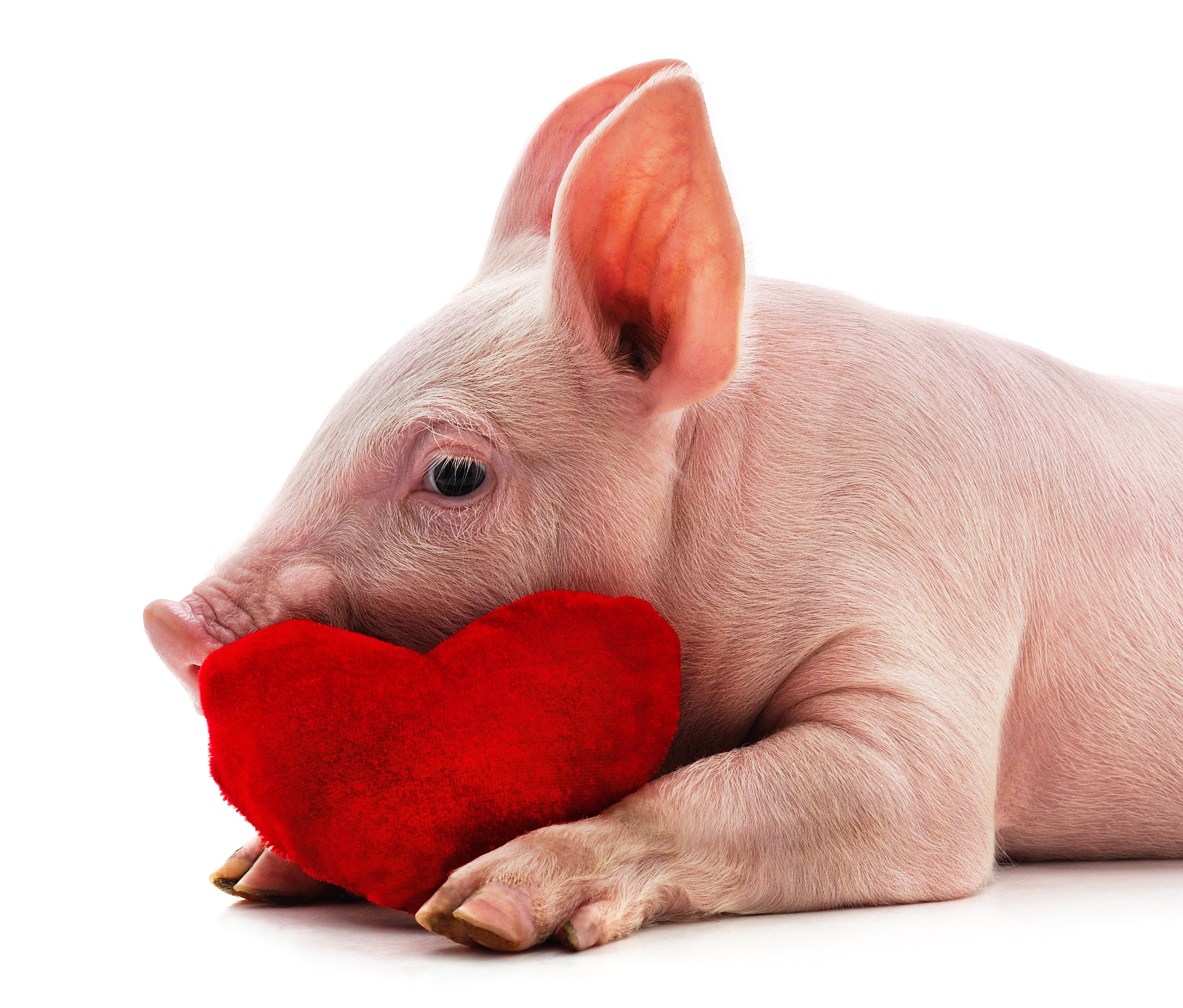 What should you say to a pig on February 14th? image