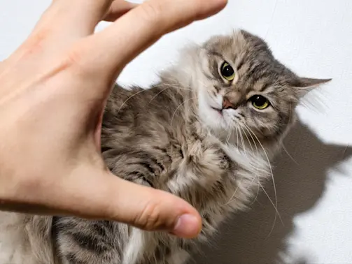 “Serial Cat Killer” Arrested After Dozens of Pets Vanish in California Town-1