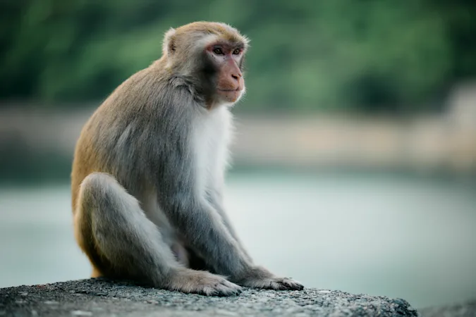 What kind of monkey flies to school? image