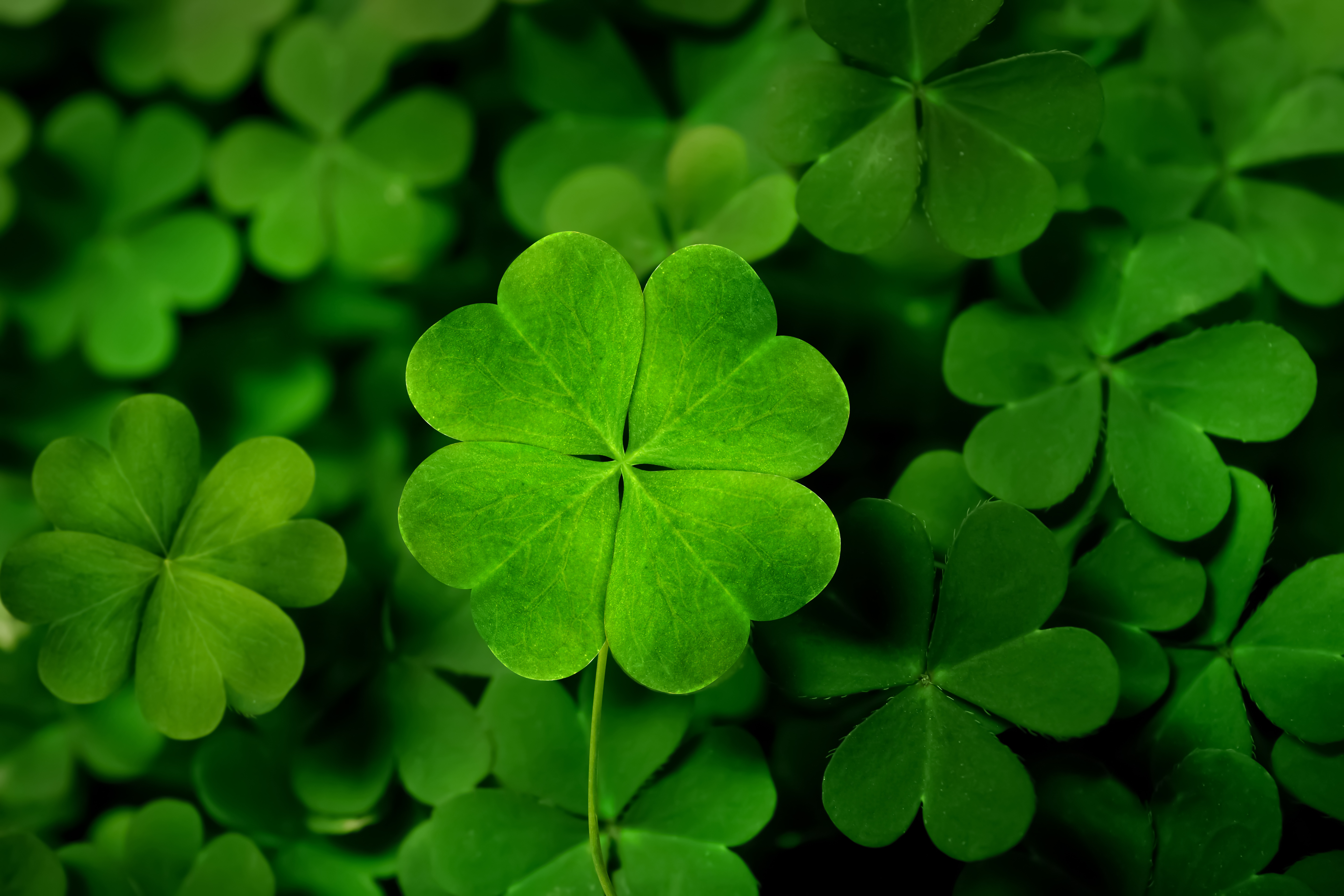 How can you spot a jealous shamrock? image